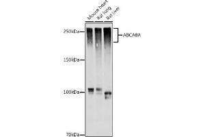 Western blot analysis of extracts of various cell lines, using A antibody (ABIN7265731) at 1:1000 dilution. (ABCA8A 抗体)