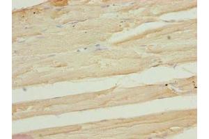 Immunohistochemistry of paraffin-embedded human skeletal muscle tissue using ABIN7167630 at dilution of 1:100 (FAM82B 抗体  (AA 13-314))
