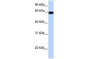 Western Blotting (WB) image for anti-Kelch-Like 36 (KLHL36) antibody (ABIN2458102) (KLHL36 抗体)