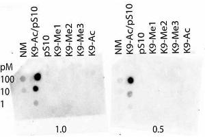 Dot Blot of Rabbit Histone H3 [ac Lys9/phosphor Ser10] Antibody. (Histone 3 抗体  (H3K9ac, pSer10))