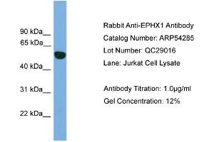 WB Suggested Anti-EPHX1  Antibody Titration: 0. (EPHX1 抗体  (N-Term))