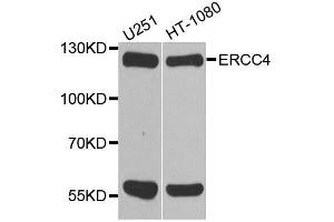 Western blot analysis of extracts of various cell lines, using ERCC4 antibody. (ERCC4 抗体  (AA 600-700))