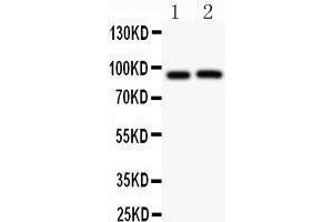 Anti-Kv2. (Kv2.1/KCNB1 抗体  (AA 687-858))