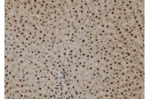 ABIN6273078 at 1/100 staining Rat liver tissue by IHC-P. (SHoc2/Sur8 抗体  (C-Term))