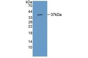 Detection of Recombinant KMO, Rat using Polyclonal Antibody to Kynurenine-3-Monooxygenase (KMO) (KMO 抗体  (AA 1-282))