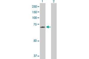 Western Blot analysis of DARS2 expression in transfected 293T cell line by DARS2 MaxPab polyclonal antibody. (DARS2 抗体  (AA 1-645))