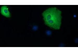 Anti-SDR9C7 mouse monoclonal antibody (ABIN2453632) immunofluorescent staining of COS7 cells transiently transfected by pCMV6-ENTRY SDR9C7 (RC210941). (SDR9C7 抗体)