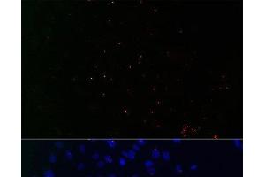 Immunofluorescence (IF) image for anti-Centrin, EF-Hand Protein, 3 (CETN3) antibody (ABIN7264157)