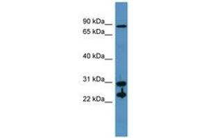 Image no. 1 for anti-Carbonic Anhydrase II (CA2) (AA 73-122) antibody (ABIN6746752) (CA2 抗体  (AA 73-122))