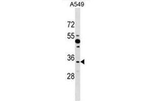 BOLL Antibody (N-term) western blot analysis in A549 cell line lysates (35µg/lane). (BOLL 抗体  (N-Term))