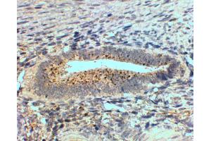 ABIN570948 (2µg/ml) staining of paraffin embedded Human Uterus. (SFRP4 抗体  (Internal Region))