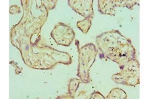 Immunohistochemistry of paraffin-embedded human placenta tissue using ABIN7151645 at dilution of 1:100 (SH3GLB1 抗体  (AA 1-365))