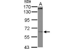Western Blotting (WB) image for anti-Kinesin Family Member 19 (KIF19) (AA 88-344) antibody (ABIN1499036) (KIF19 抗体  (AA 88-344))