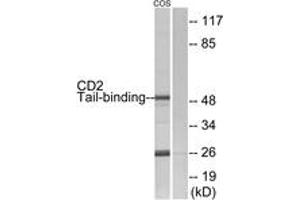 Western blot analysis of extracts from COS7 cells, using CD2 Tail-binding Antibody. (CD2BP2 抗体  (AA 101-150))
