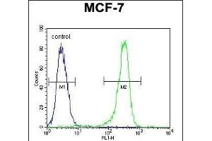 Flow Cytometry (FACS) image for anti-Chromosome 16 Open Reading Frame 61 (C16orf61) (AA 1-30), (N-Term) antibody (ABIN651108)