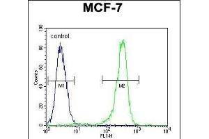 DC13 Antibody (N-term) (ABIN651108 and ABIN2840074) flow cytometric analysis of MCF-7 cells (right histogram) compared to a negative control cell (left histogram). (C16orf61 抗体  (N-Term))