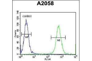CCD Antibody (Center) (ABIN654566 and ABIN2844272) flow cytometric analysis of  cells (right histogram) compared to a negative control cell (left histogram). (CCDC148 抗体  (AA 279-307))