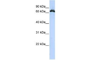 WB Suggested Anti-RAVER1 Antibody Titration:  0. (RAVER1 抗体  (Middle Region))