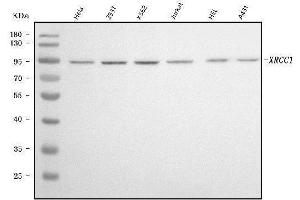 Western blot analysis of XRCC1 using anti-XRCC1 antibody (ABIN7601989).