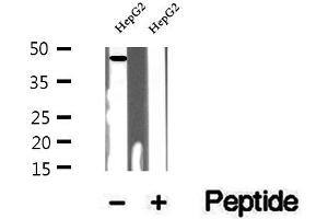 Western blot analysis of extracts of HepG2 cells, using UQCRC1 antibody. (UQCRC1 抗体  (C-Term))