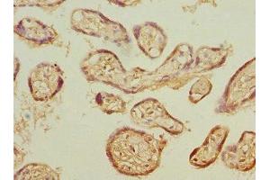 Immunohistochemistry of paraffin-embedded human placenta tissue using ABIN7164977 at dilution of 1:100 (PSMB3 抗体  (AA 1-205))