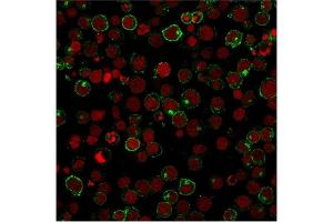 Immunofluorescent staining of Jurkat cells using CD28 Mouse Monoclonal Antibody (204. (CD28 抗体)