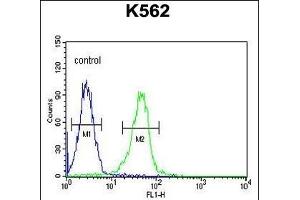 KCNJ6 Antibody (Center) (ABIN652033 and ABIN2840507) flow cytometric analysis of K562 cells (right histogram) compared to a negative control cell (left histogram). (KCNJ6 抗体  (AA 26-55))