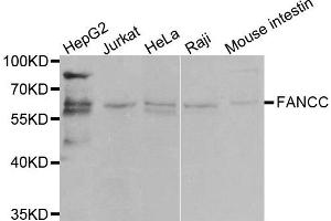 Western blot analysis of extracts of various cell lines, using FANCC antibody. (FANCC 抗体)