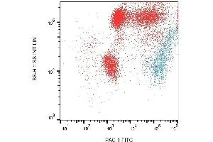 Surface staining of PAC-1 on PHA-activated (1 hour) human peripheral blood with anti-PAC-1 (PAC-1) FITC. (CD41, CD61 抗体)