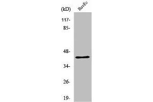 Western Blot analysis of HuvEc cells using RRS1 Polyclonal Antibody (RRS1 抗体  (Internal Region))