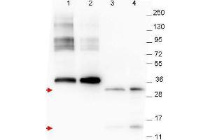 Western blot using  anti-NAG-1 monoclonal antibody. (GDF15 抗体  (C-Term))