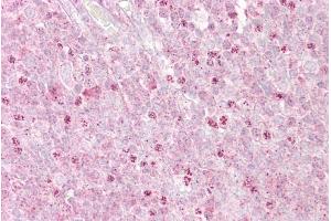 Immunohistochemistry with Tonsil tissue at an antibody concentration of 5µg/ml using anti-OAS1 antibody (ARP51360_P050) (OAS1 抗体  (C-Term))