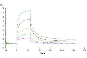 Surface Plasmon Resonance (SPR) image for CD47 (CD47) (AA 19-139) protein (His tag) (ABIN7274220)