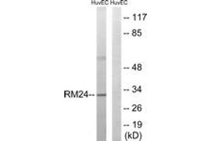 Western blot analysis of extracts from HuvEc cells, using MRPL24 Antibody. (MRPL24 抗体  (AA 101-150))