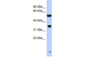Western Blotting (WB) image for anti-Protease, serine, 48 (PRSS48) antibody (ABIN2460080) (ESSPL 抗体)