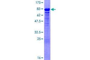 GTF2A1 Protein (AA 1-376) (GST tag)