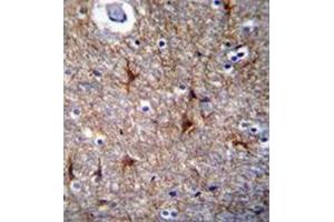 Immunohistochemistry analysis in formalin-fixed, paraffin-embedded human brain tissue using Proline-rich protein 16 / PRR16 Antibody (C-term), followed by peroxidase conjugation of the secondary antibody and DAB staining. (PRR16 抗体  (C-Term))