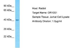 Western Blotting (WB) image for anti-Olfactory Receptor, Family 10, Subfamily S, Member 1 (OR10S1) (C-Term) antibody (ABIN2791822)