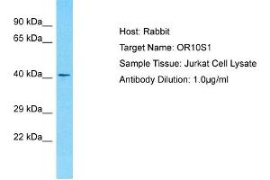 Host: Rabbit Target Name: OR10S1 Sample Type: Jurkat Whole Cell lysates Antibody Dilution: 1. (OR10S1 抗体  (C-Term))