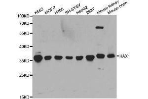 Western blot analysis of extracts of various cell lines, using HAX1 antibody. (HAX1 抗体  (AA 1-279))