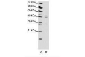 Image no. 1 for anti-TRAF Family Member-Associated NFKB Activator (TANK) (C-Term) antibody (ABIN6736133) (TANK 抗体  (C-Term))