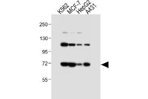 All lanes : Anti-SD1 Antibody (C-term) at 1:4000 dilution Lane 1: K562 whole cell lysate Lane 2: MCF-7 whole cell lysate Lane 3: HepG2 whole cell lysate Lane 4: A431 whole cell lysate Lysates/proteins at 20 μg per lane. (SMPD1 抗体  (C-Term))