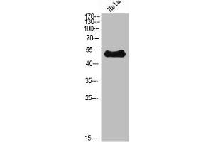 Western Blot analysis of Hela cells using ETBR Polyclonal Antibody diluted at 1:500. (EDNRB 抗体  (AA 31-80))