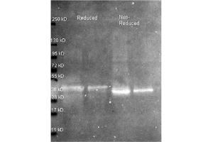 Western blot using Rabbit anti Ovalbumina antibody at 1/5000 for overnight at 4°C. (Ovalbumin 抗体)