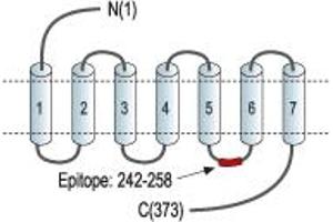 anti-Purinergic Receptor P2Y, G-Protein Coupled, 1 (P2RY1) (3rd Intracellular Loop), (AA 242-258) antibody