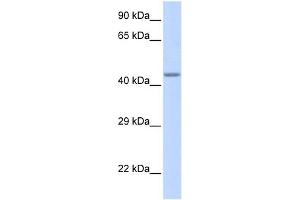 WB Suggested Anti-ZNF589 Antibody Titration:  0. (ZNF589 抗体  (Middle Region))