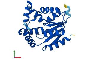Protein Structure (PS) image for Adenylate Kinase 1 (AK1) (AA 1-194) protein (His tag) (ABIN7548620)