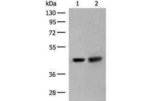 Western blot analysis of HepG2 and Hela cell lysates using ORC4 Polyclonal Antibody at dilution of 1:550 (ORC4 抗体)