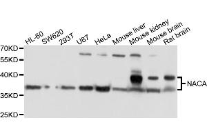 Western blot analysis of extracts of various cell lines, using NACA antibody (ABIN4904484) at 1:1000 dilution. (NACA 抗体)