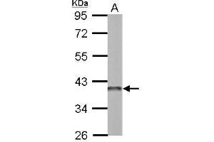 WB Image Sample (50 ug of whole cell lysate) A: mouse brain 10% SDS PAGE antibody diluted at 1:3000 (APEX1 抗体  (Center))